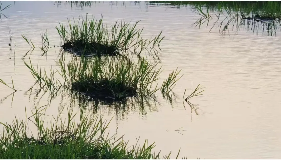 縣區(qū)動態(tài) | 快來泌陽的“阿勒泰”打卡！