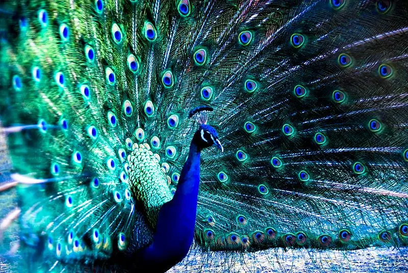 文博日歷丨吹響它，仿佛回到了童年的夏天