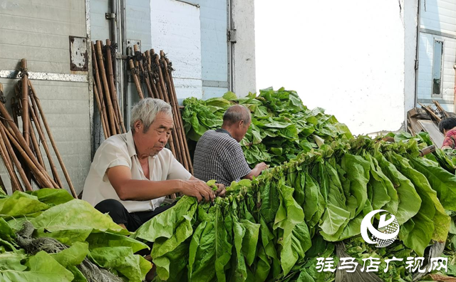 泌陽縣雙廟街鄉：黨建引領賦能繪就煙葉產業發展新畫卷
