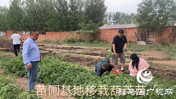 小葫蘆大產(chǎn)業(yè) 特色種植繪就鄉(xiāng)村振興新圖景