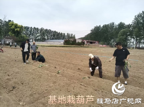小葫蘆大產(chǎn)業(yè) 特色種植繪就鄉(xiāng)村振興新圖景