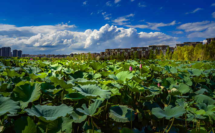 縣區動態 | 一泓碧水繞城過 滿目青綠夏意濃