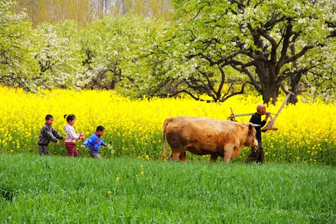 縣區動態 | 來泌陽吧，來一場不一樣的生態游