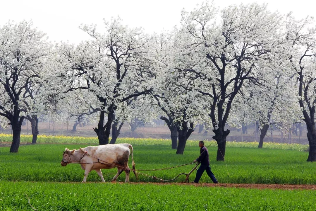縣區動態 | 來泌陽吧，來一場不一樣的生態游