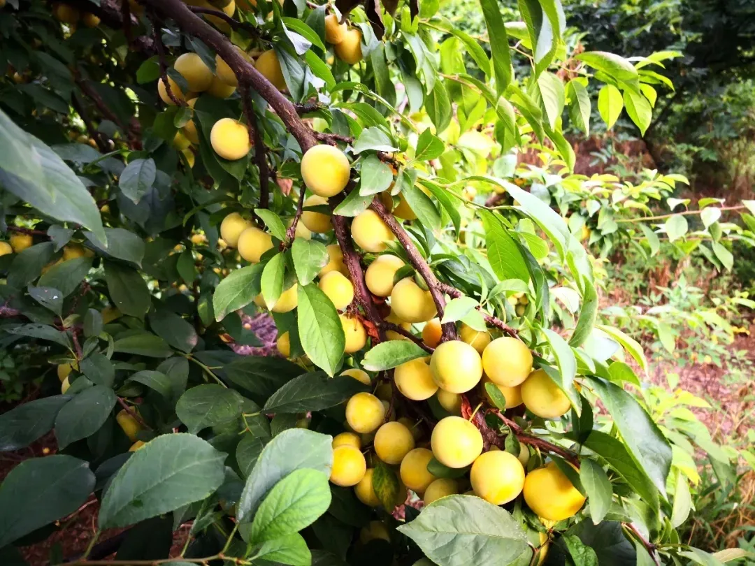 縣區動態 | 來泌陽吧，來一場不一樣的生態游