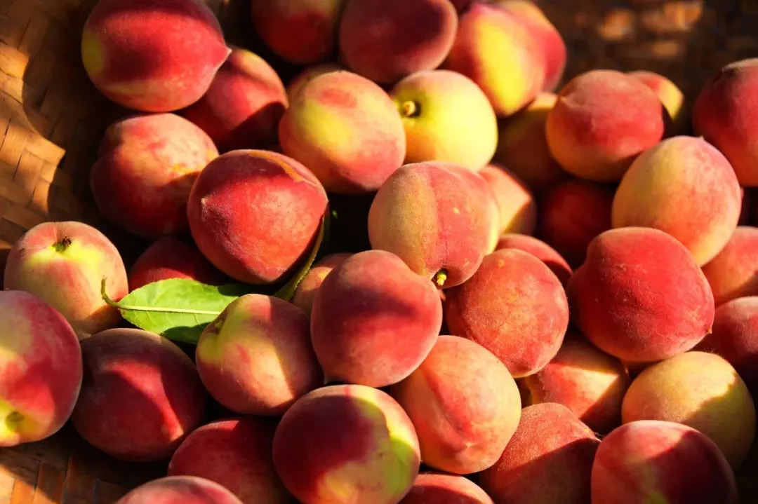 縣區動態 | 來泌陽吧，來一場不一樣的生態游