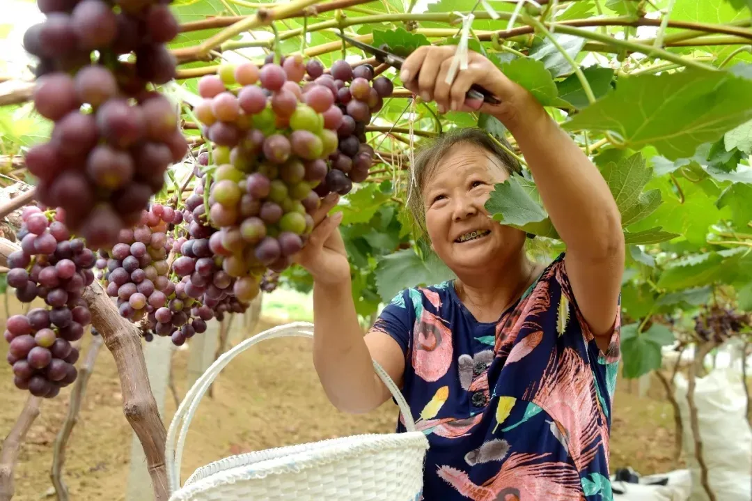 縣區動態 | 來泌陽吧，來一場不一樣的生態游