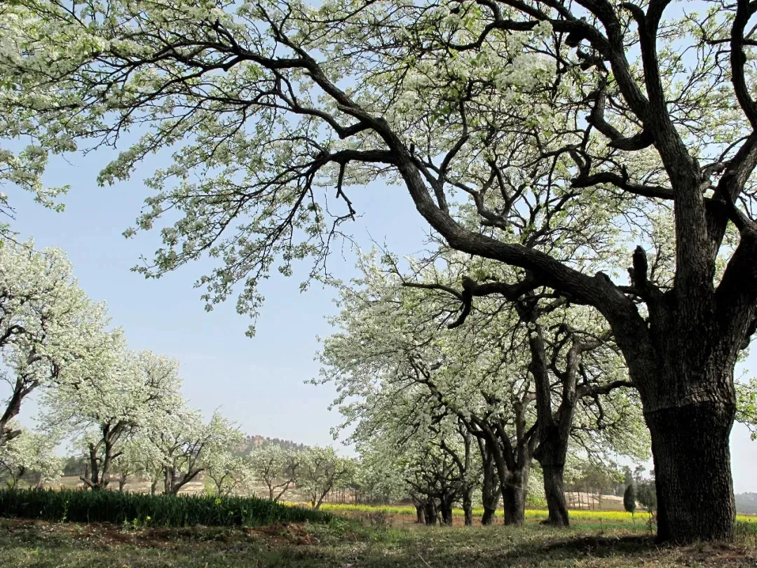 縣區動態 | 來泌陽吧，來一場不一樣的生態游