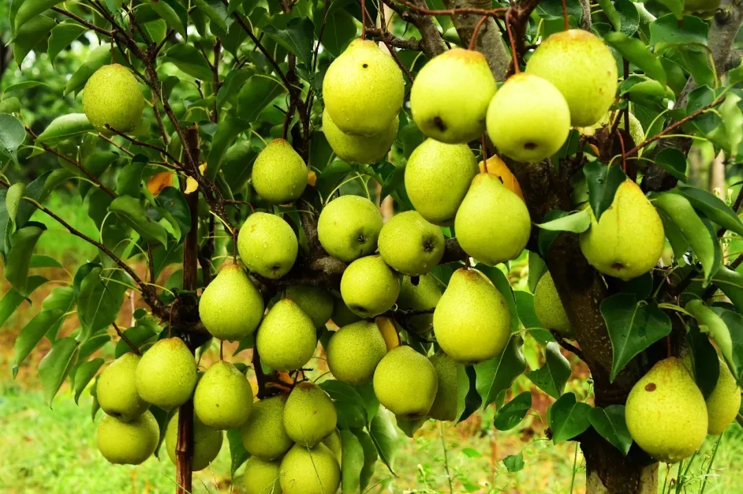 縣區動態 | 來泌陽吧，來一場不一樣的生態游