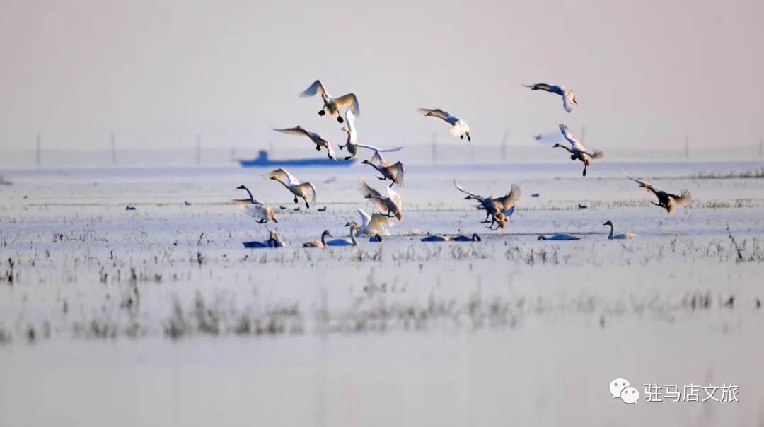 暑期親子游好去處：駐馬店宿鴨湖，與孩子共赴自然之約！
