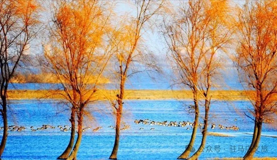 暑期親子游好去處：駐馬店宿鴨湖，與孩子共赴自然之約！