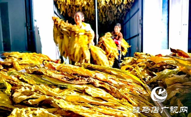 泌陽縣郭集鎮：黨建引領 助力煙農將“綠葉子”變成“金票子”