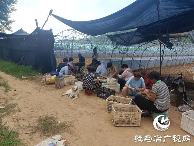 泌陽樓房嶺：小小草菇撐起“致富傘”