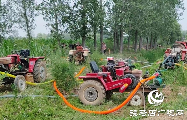 泌陽縣下碑寺鄉： 多措并舉齊發力 硬核抗旱保秋糧