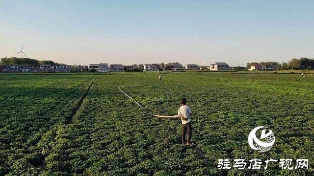  新蔡縣磚店鎮：干群同心抗旱情 全力保秋穩增收