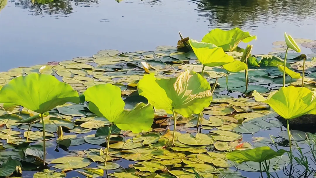 　　縣區動態 | 盛夏荷韻 水墨生香