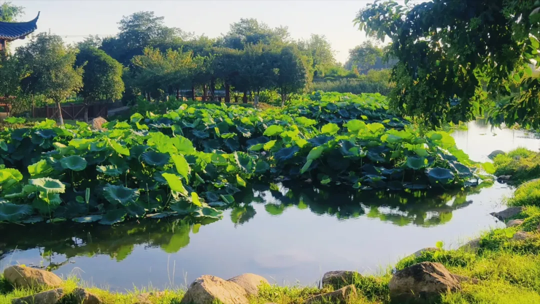 　　縣區動態 | 盛夏荷韻 水墨生香