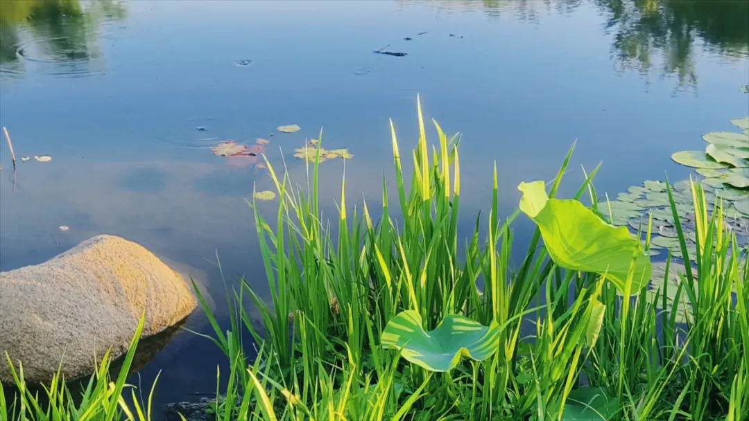 　　縣區動態 | 盛夏荷韻 水墨生香