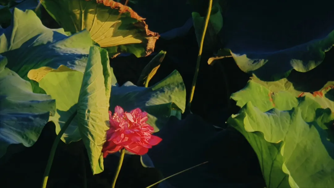 　　縣區動態 | 盛夏荷韻 水墨生香