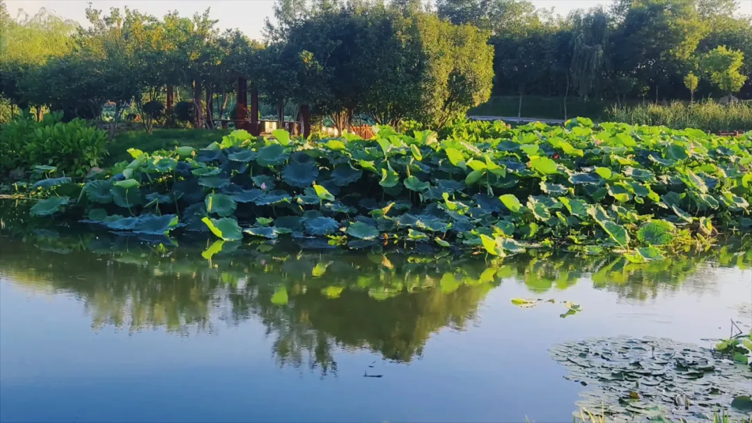 　　縣區動態 | 盛夏荷韻 水墨生香