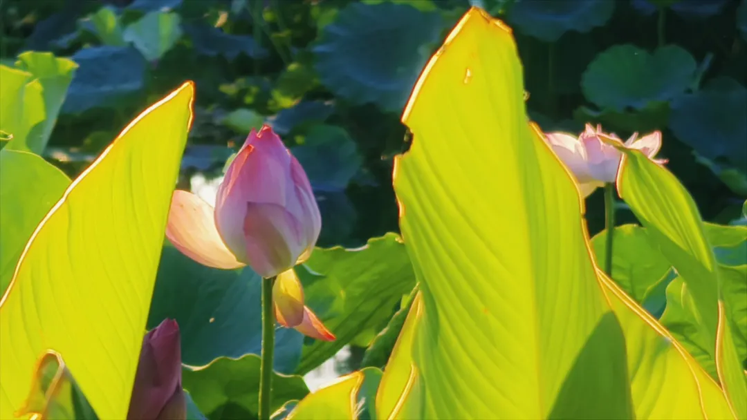　　縣區動態 | 盛夏荷韻 水墨生香