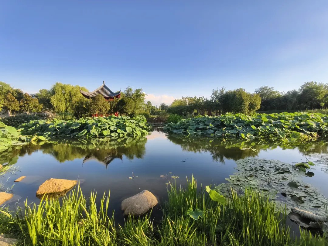 　　縣區動態 | 盛夏荷韻 水墨生香