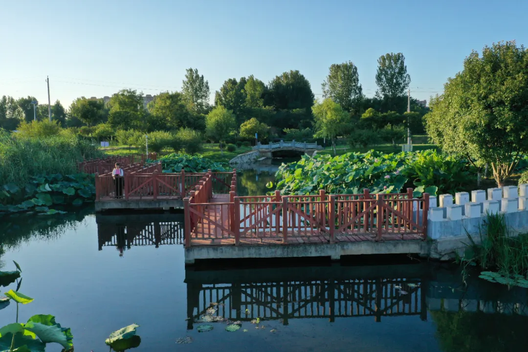 　　縣區動態 | 盛夏荷韻 水墨生香