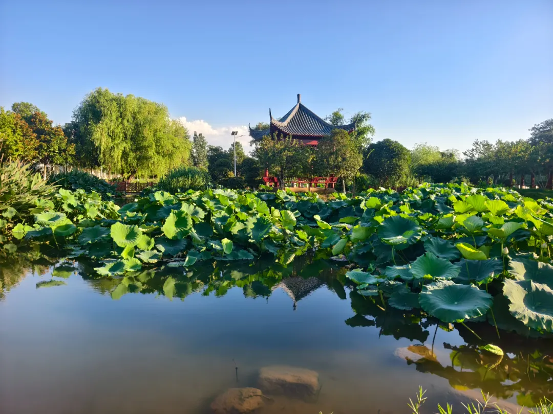 　　縣區動態 | 盛夏荷韻 水墨生香