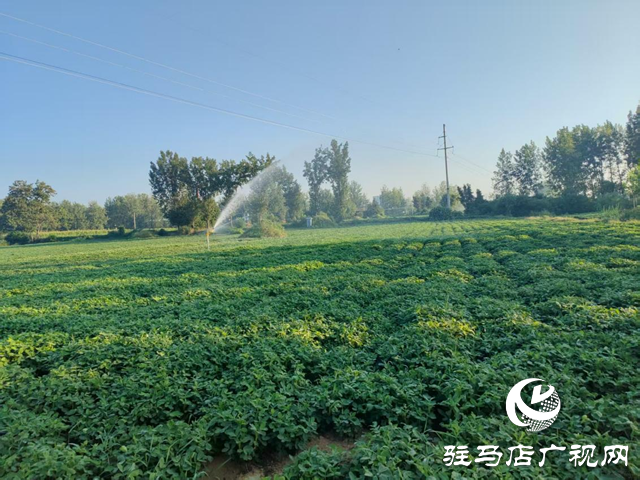 泌陽縣賒灣鎮：抗旱一線顯擔當 舍魚保田為豐收