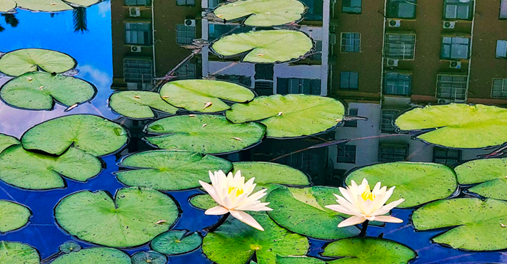 縣區動態 | 藍天白云碧水 綻放生態之美