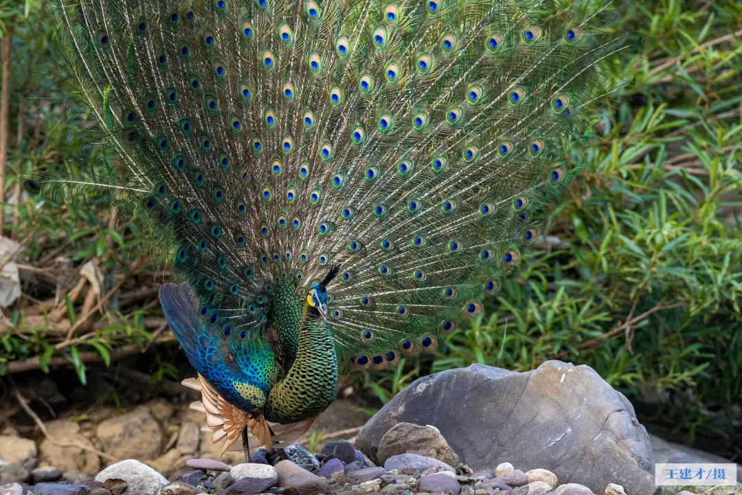 華美端莊，2000多年前它就是“百鳥之王”