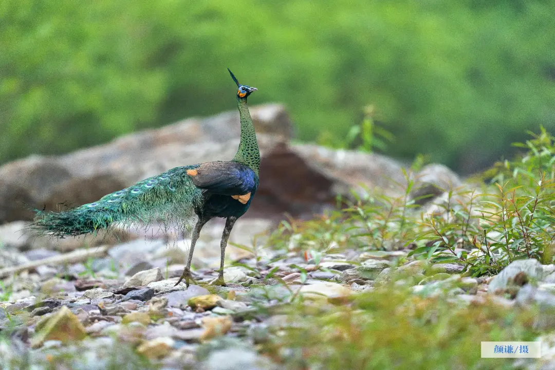 華美端莊，2000多年前它就是“百鳥之王”