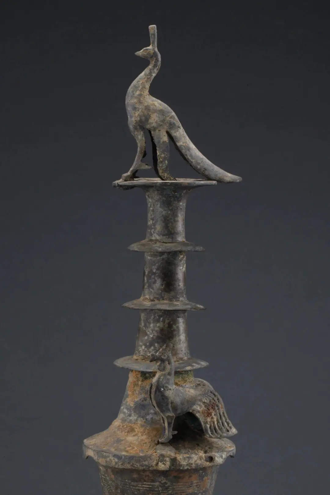 華美端莊，2000多年前它就是“百鳥之王”