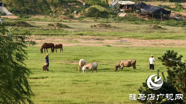 錦繡泌陽：藏在山水間的生態(tài)畫卷