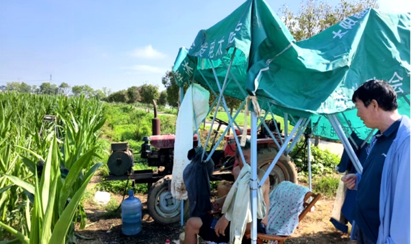 遂平縣車站街道：聚力抗旱保秋 守護顆粒歸倉