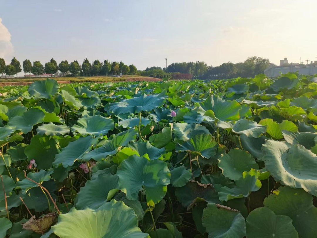 汝南：蓮藕映出致富路 群眾收獲“水中金”