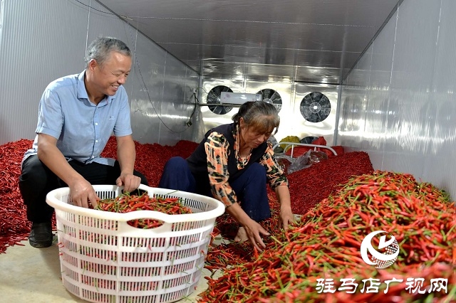  小辣椒喝上“及時水”——新蔡縣彌陀寺鄉積極抗旱保產
