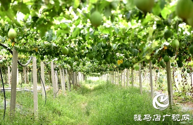 新蔡縣宋崗：斗高溫戰(zhàn)酷暑 穩(wěn)產(chǎn)業(yè)興鄉(xiāng)村