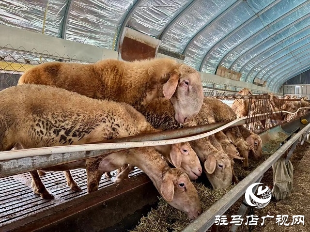 新蔡縣宋崗：斗高溫戰(zhàn)酷暑 穩(wěn)產(chǎn)業(yè)興鄉(xiāng)村