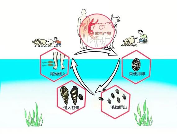 接觸10秒即可感染 汛期當心這種病