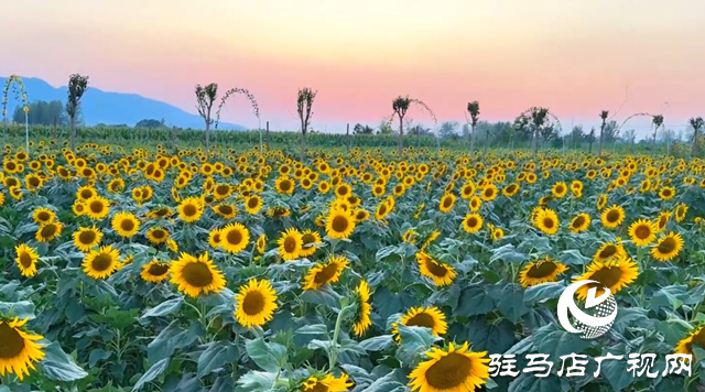 驛城區(qū)胡廟鄉(xiāng)：萬(wàn)畝向日葵盛放 成秋日打卡新熱點(diǎn)