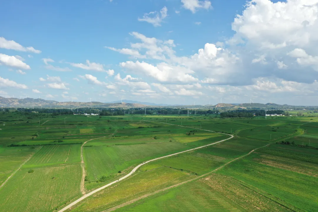 縣區動態 | 田園盛景 羊冊風光