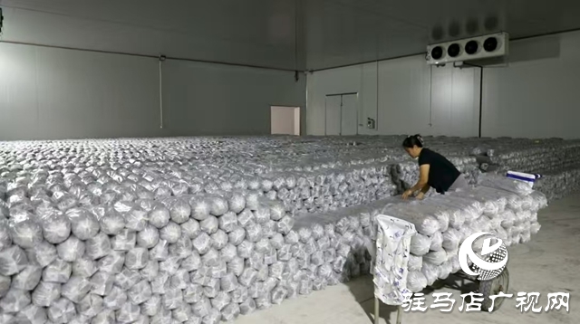 泌陽縣：菌棒生產助力食用菌產業多元化發展