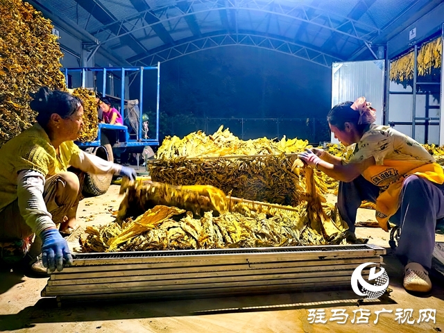 泌陽縣郭集煙站：前移收購關口 強化初分預檢促提質增效