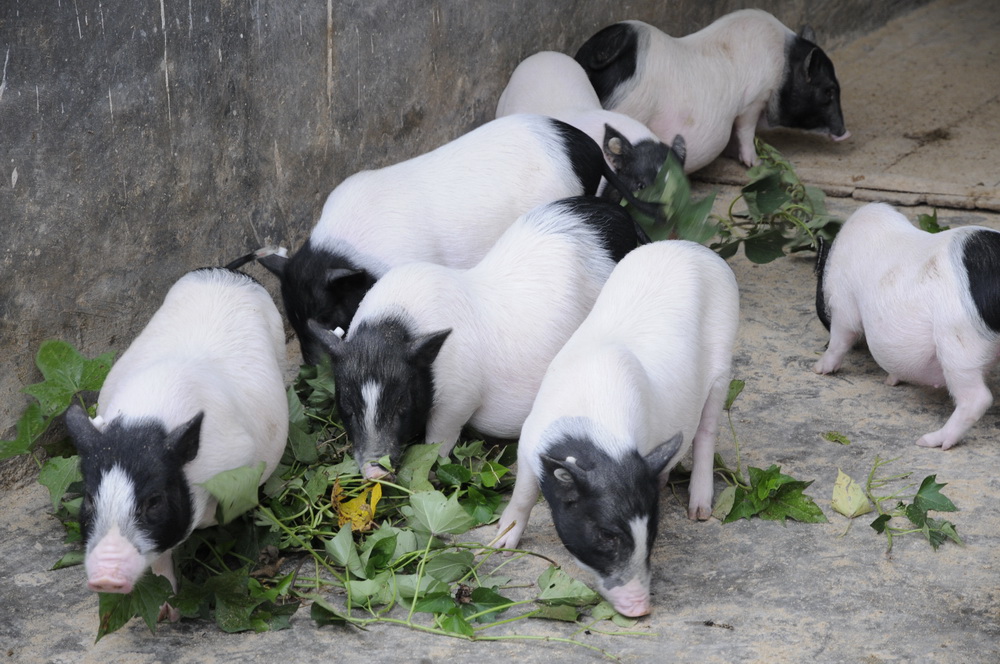 世界首例！中國團隊將基因編輯豬肺成功移植人體