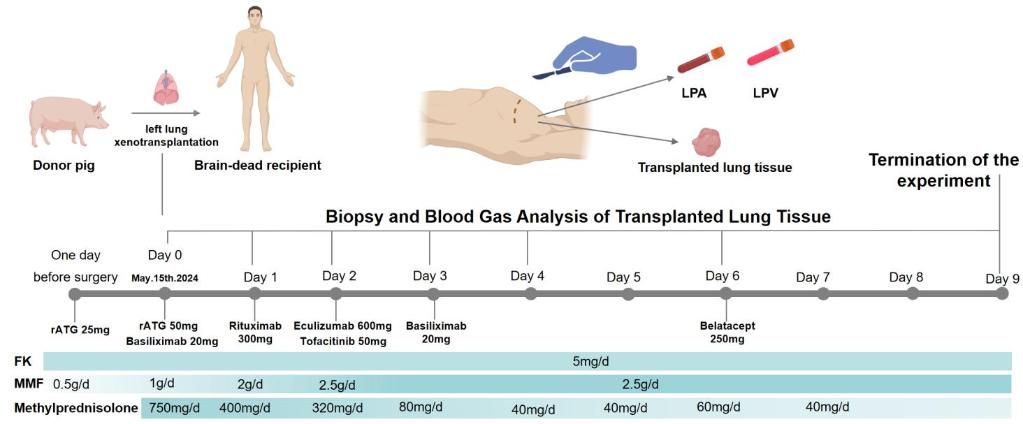 世界首例！中國團隊將基因編輯豬肺成功移植人體