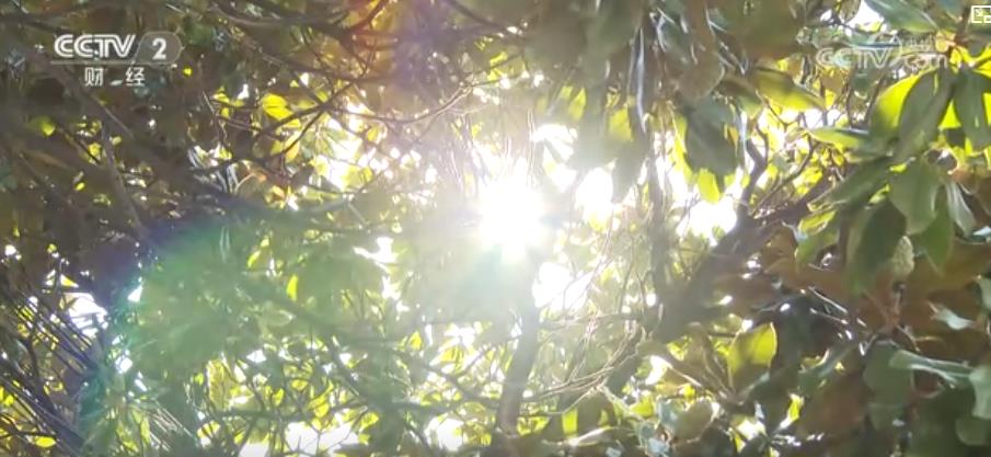 警惕“秋老虎”！晝夜溫差大 心腦血管疾病患者需防范