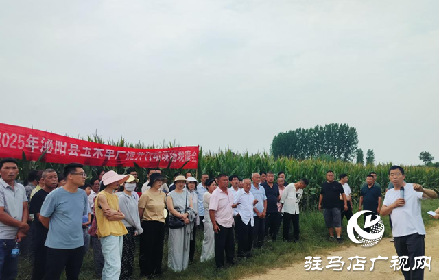 泌陽縣召開2025年玉米規(guī)模種植單產(chǎn)提升項目現(xiàn)場觀摩會