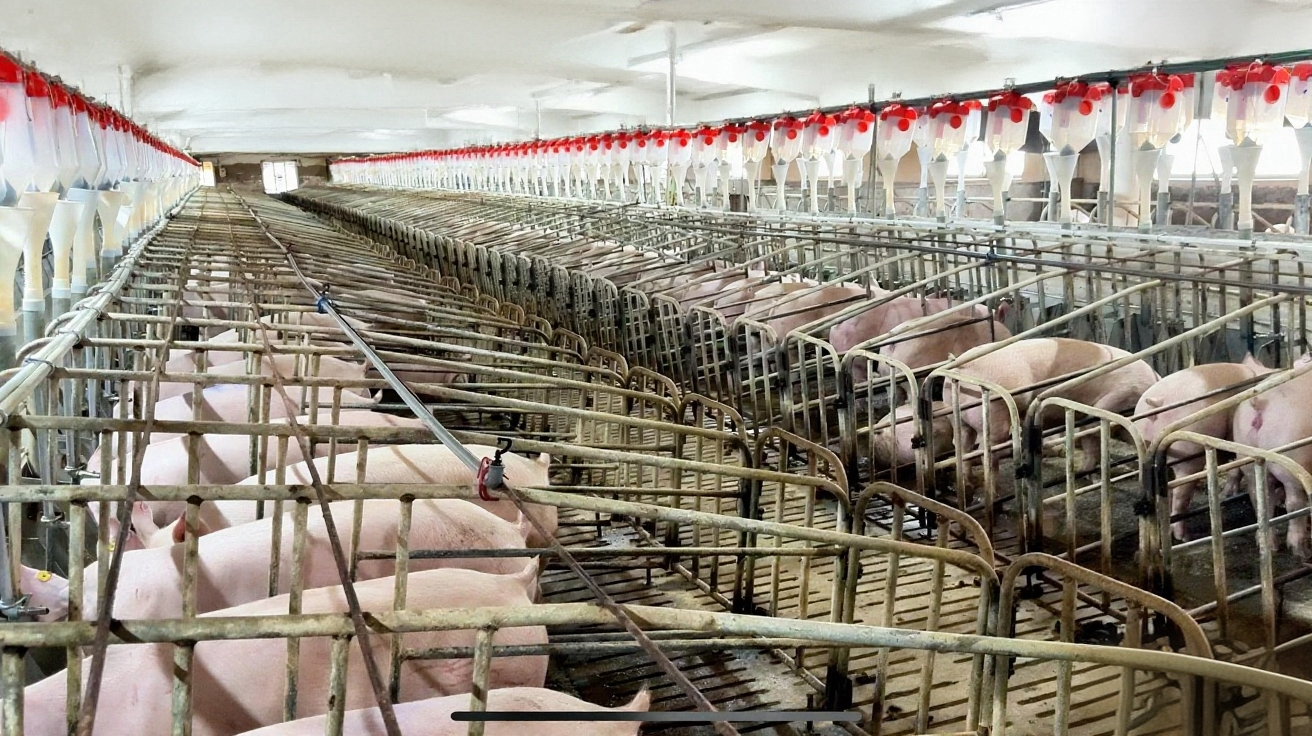 汝南縣泰和牧業引領行業發展新方向