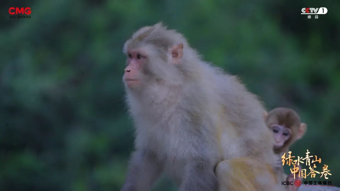 “工業城”與“生態市”的雙向奔赴：濟源產城融合的綠色答卷